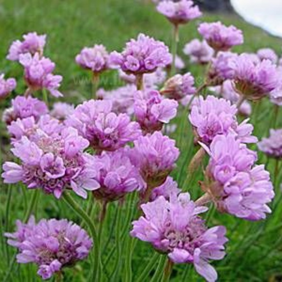 Meet your Posher, Lisa - Picture 5 of 8